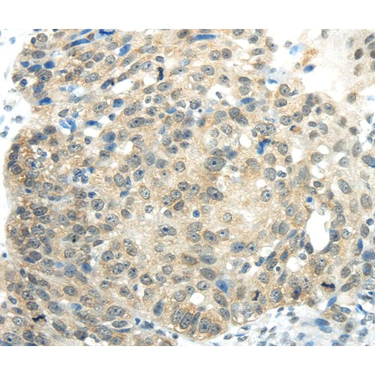 Immunohistochemistry - SYNCRIP Antibody from Signalway Antibody (40304) - Antibodies.com