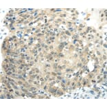 Immunohistochemistry - SYNCRIP Antibody from Signalway Antibody (40304) - Antibodies.com