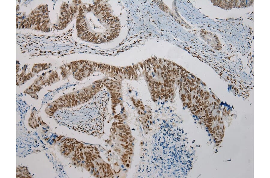 Immunohistochemistry - TRPC4AP Antibody from Signalway Antibody (42792) - Antibodies.com