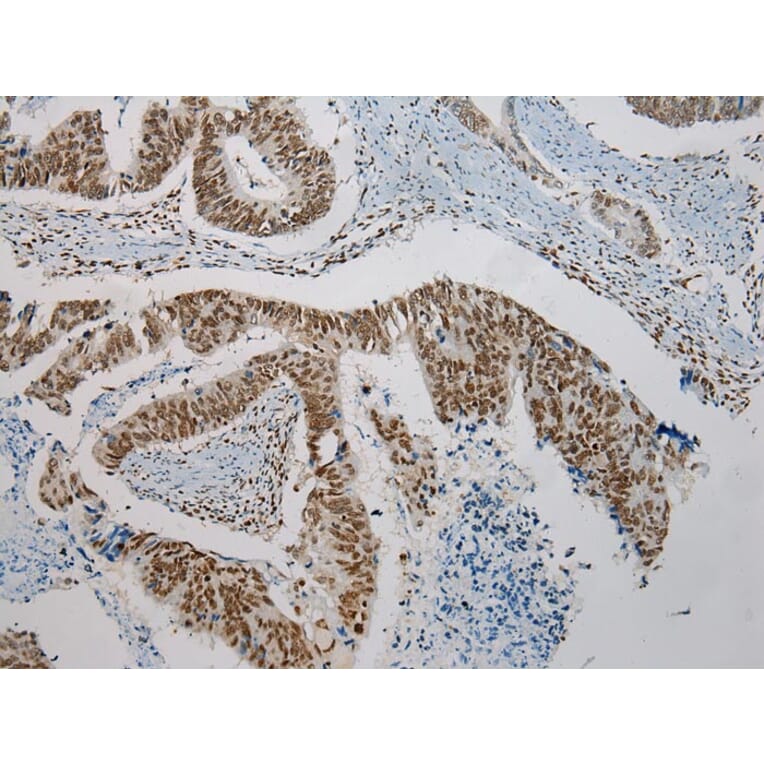 Immunohistochemistry - TRPC4AP Antibody from Signalway Antibody (42792) - Antibodies.com