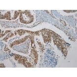 Immunohistochemistry - TRPC4AP Antibody from Signalway Antibody (42792) - Antibodies.com