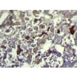 Immunohistochemistry - TXNDC11 Antibody from Signalway Antibody (42799) - Antibodies.com