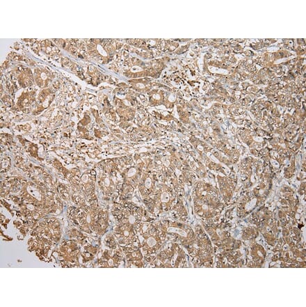 Immunohistochemistry - ATXN7L3 Antibody from Signalway Antibody (42911) - Antibodies.com