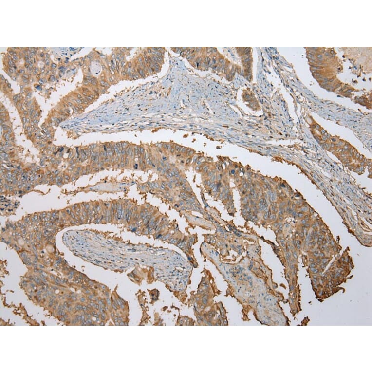 Immunohistochemistry - ATXN7L3 Antibody from Signalway Antibody (42911) - Antibodies.com