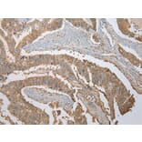Immunohistochemistry - ATXN7L3 Antibody from Signalway Antibody (42911) - Antibodies.com