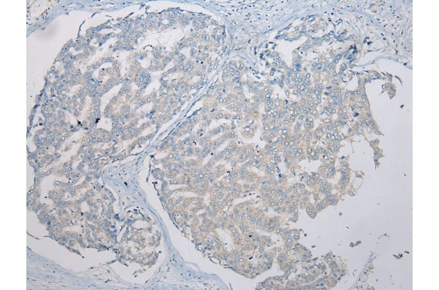 Immunohistochemistry - THEMIS2 Antibody from Signalway Antibody (42928) - Antibodies.com