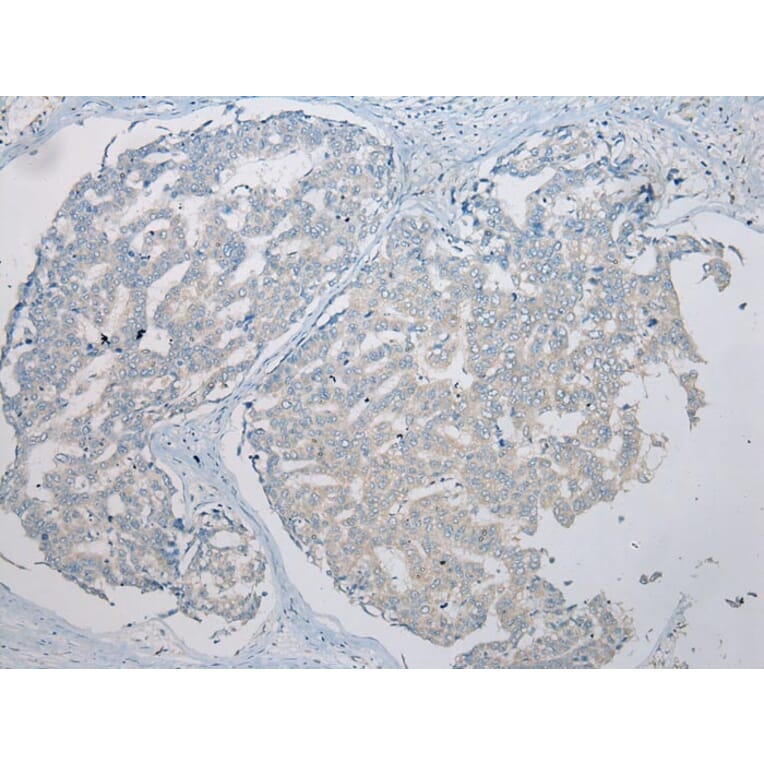 Immunohistochemistry - THEMIS2 Antibody from Signalway Antibody (42928) - Antibodies.com