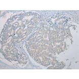 Immunohistochemistry - THEMIS2 Antibody from Signalway Antibody (42928) - Antibodies.com