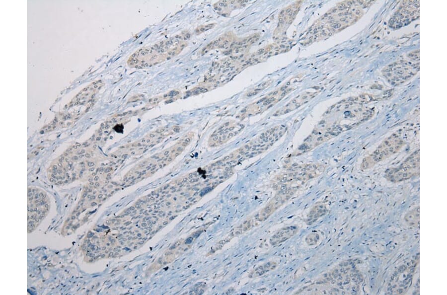 Immunohistochemistry - THEMIS2 Antibody from Signalway Antibody (42928) - Antibodies.com