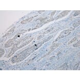 Immunohistochemistry - THEMIS2 Antibody from Signalway Antibody (42928) - Antibodies.com