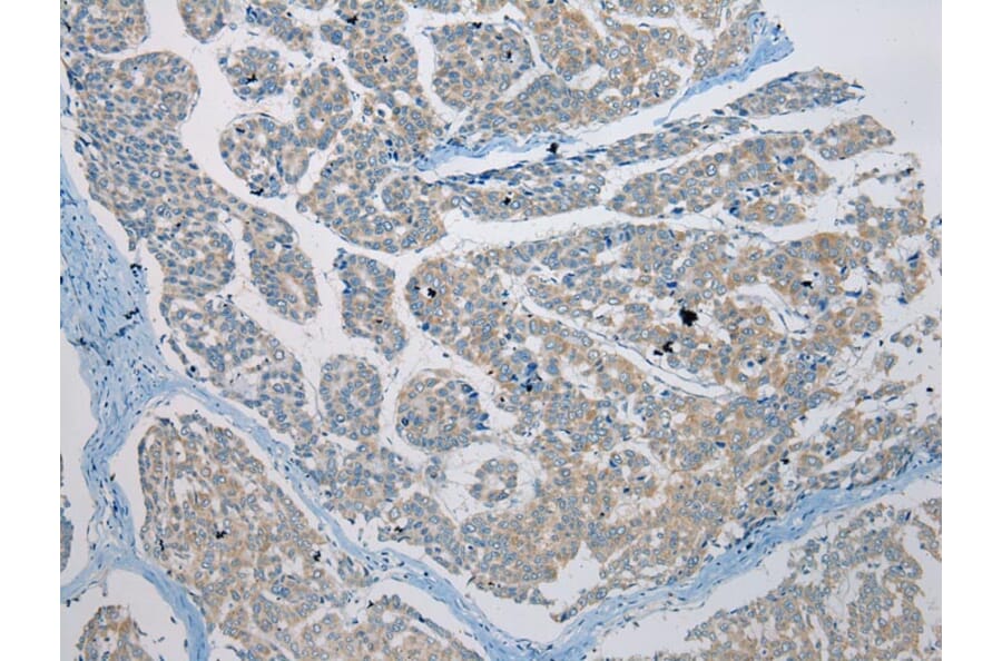 Immunohistochemistry - C4orf46 Antibody from Signalway Antibody (42940) - Antibodies.com