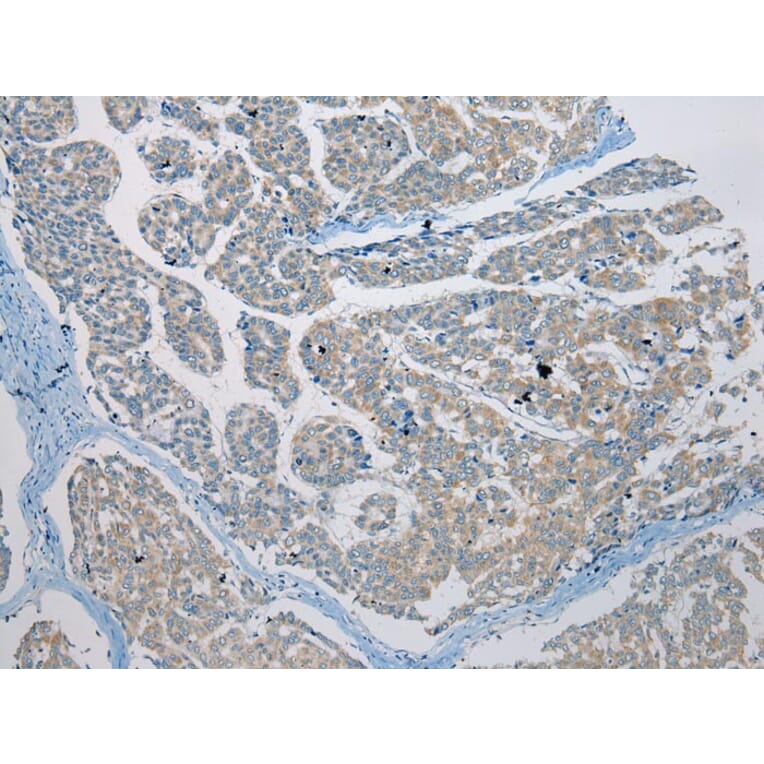 Immunohistochemistry - C4orf46 Antibody from Signalway Antibody (42940) - Antibodies.com