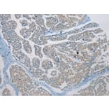Immunohistochemistry - C4orf46 Antibody from Signalway Antibody (42940) - Antibodies.com