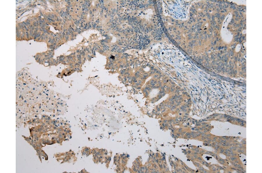 Immunohistochemistry - C4orf46 Antibody from Signalway Antibody (42940) - Antibodies.com