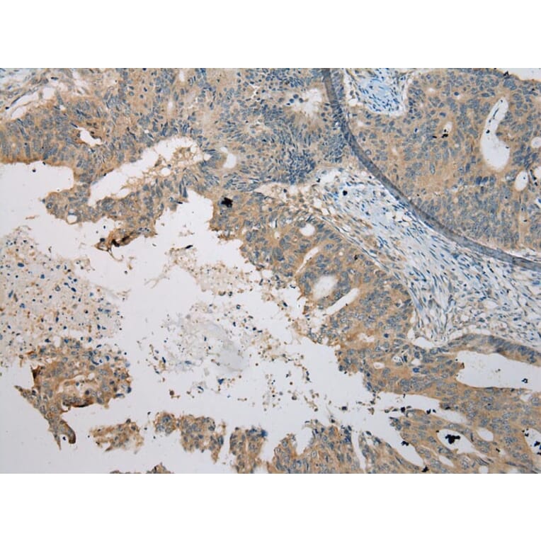 Immunohistochemistry - C4orf46 Antibody from Signalway Antibody (42940) - Antibodies.com