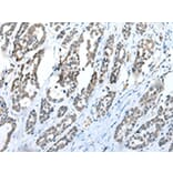 Immunohistochemistry - C1QTNF3 Antibody from Signalway Antibody (42952) - Antibodies.com