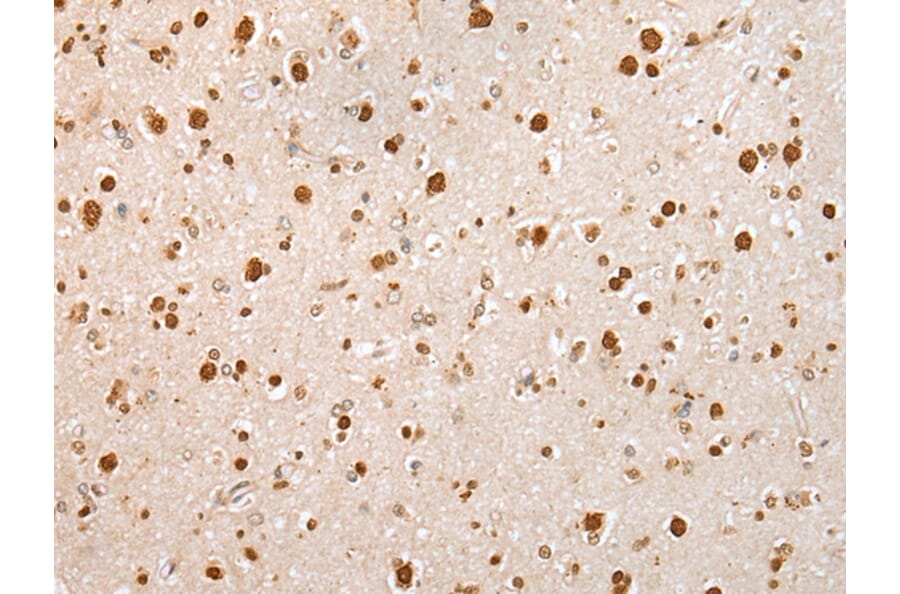 Immunohistochemistry - KHDRBS3 Antibody from Signalway Antibody (42967) - Antibodies.com