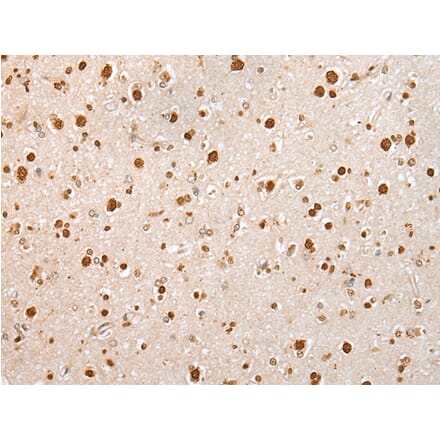 Immunohistochemistry - KHDRBS3 Antibody from Signalway Antibody (42967) - Antibodies.com