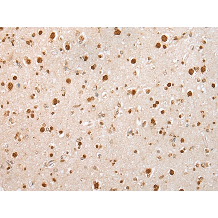 Immunohistochemistry - KHDRBS3 Antibody from Signalway Antibody (42967) - Antibodies.com
