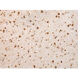 Immunohistochemistry - KHDRBS3 Antibody from Signalway Antibody (42967) - Antibodies.com