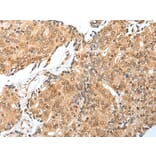 Immunohistochemistry - TRAPPC4 Antibody from Signalway Antibody (42979) - Antibodies.com