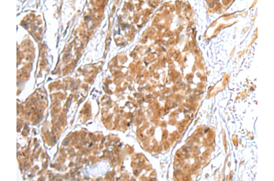 Immunohistochemistry - TRAPPC4 Antibody from Signalway Antibody (42979) - Antibodies.com