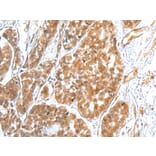 Immunohistochemistry - TRAPPC4 Antibody from Signalway Antibody (42979) - Antibodies.com