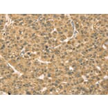 Immunohistochemistry - TMPRSS3 Antibody from Signalway Antibody (43162) - Antibodies.com