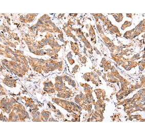Immunohistochemistry - COX7A2L Antibody from Signalway Antibody (43279) - Antibodies.com