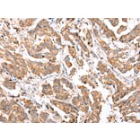 Immunohistochemistry - COX7A2L Antibody from Signalway Antibody (43279) - Antibodies.com