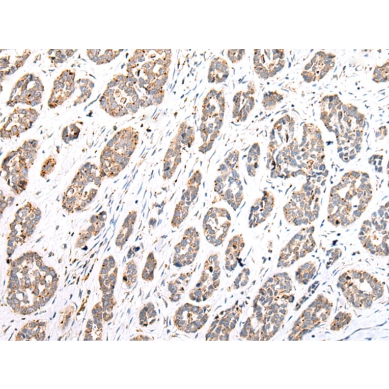 Immunohistochemistry - COX7A2L Antibody from Signalway Antibody (43279) - Antibodies.com