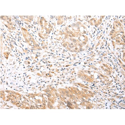 Immunohistochemistry - BCL2L11 Antibody from Signalway Antibody (43283) - Antibodies.com