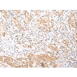 Immunohistochemistry - BCL2L11 Antibody from Signalway Antibody (43283) - Antibodies.com