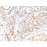 Immunohistochemistry - BCL2L11 Antibody from Signalway Antibody (43283) - Antibodies.com