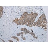 Immunohistochemistry - ADAMTS3 Antibody from Signalway Antibody (43307) - Antibodies.com