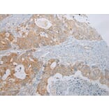 Immunohistochemistry - ADAMTS9 Antibody from Signalway Antibody (43308) - Antibodies.com