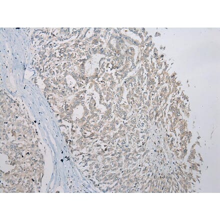 Immunohistochemistry - SLC35E2 Antibody from Signalway Antibody (43365) - Antibodies.com
