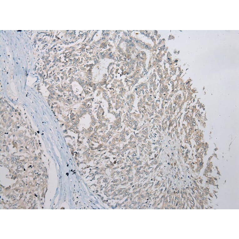 Immunohistochemistry - SLC35E2 Antibody from Signalway Antibody (43365) - Antibodies.com