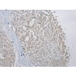 Immunohistochemistry - SLC35E2 Antibody from Signalway Antibody (43365) - Antibodies.com