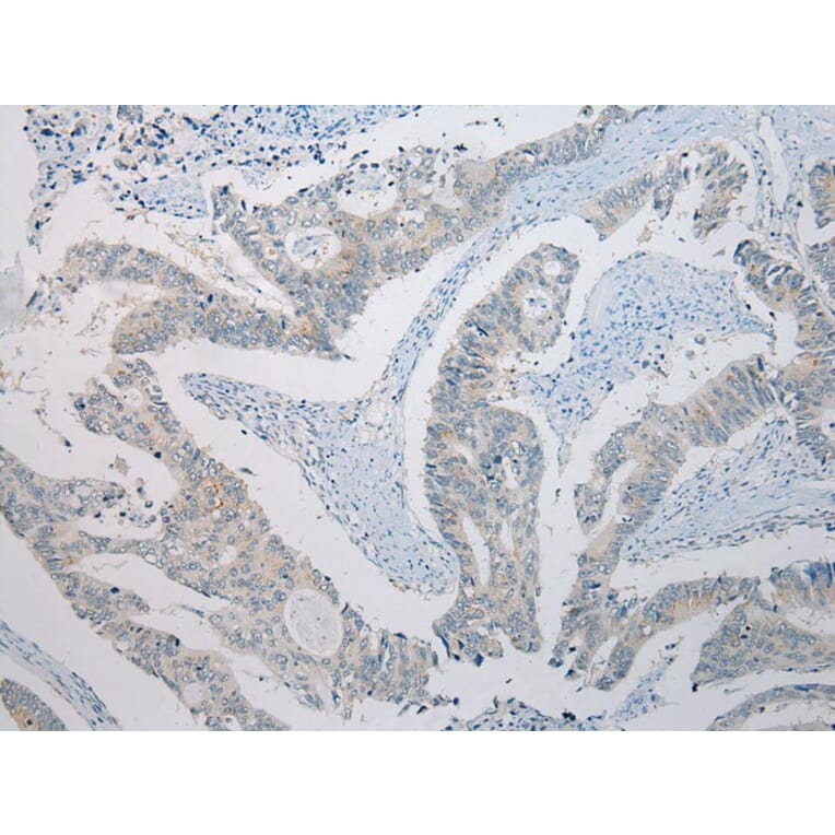 Immunohistochemistry - SLC35E2 Antibody from Signalway Antibody (43365) - Antibodies.com