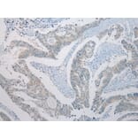 Immunohistochemistry - SLC35E2 Antibody from Signalway Antibody (43365) - Antibodies.com