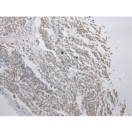Immunohistochemistry - FAM101A Antibody from Signalway Antibody (43371) - Antibodies.com