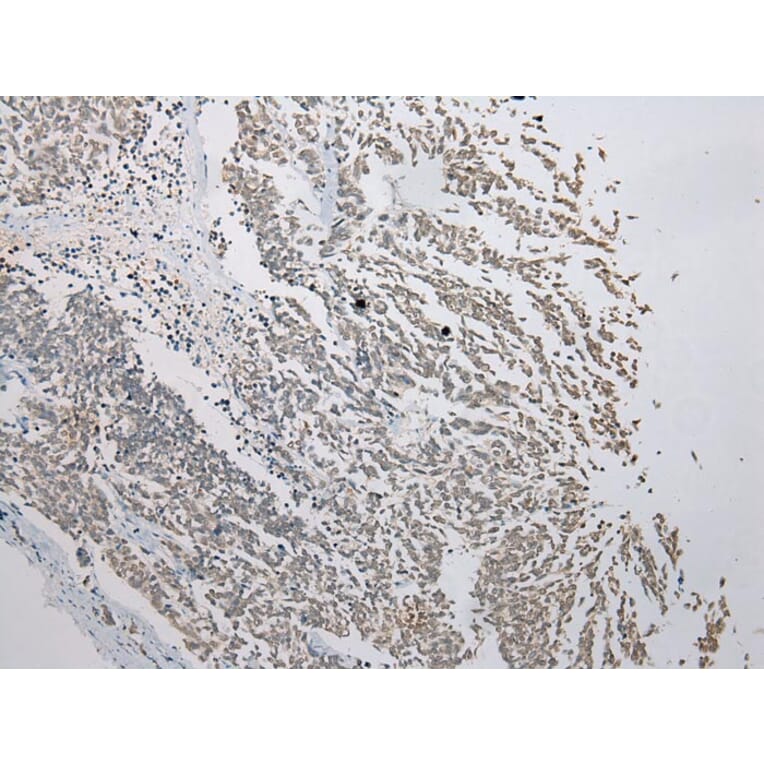 Immunohistochemistry - FAM101A Antibody from Signalway Antibody (43371) - Antibodies.com