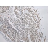 Immunohistochemistry - FAM101A Antibody from Signalway Antibody (43371) - Antibodies.com