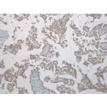 Immunohistochemistry - FAM101A Antibody from Signalway Antibody (43371) - Antibodies.com