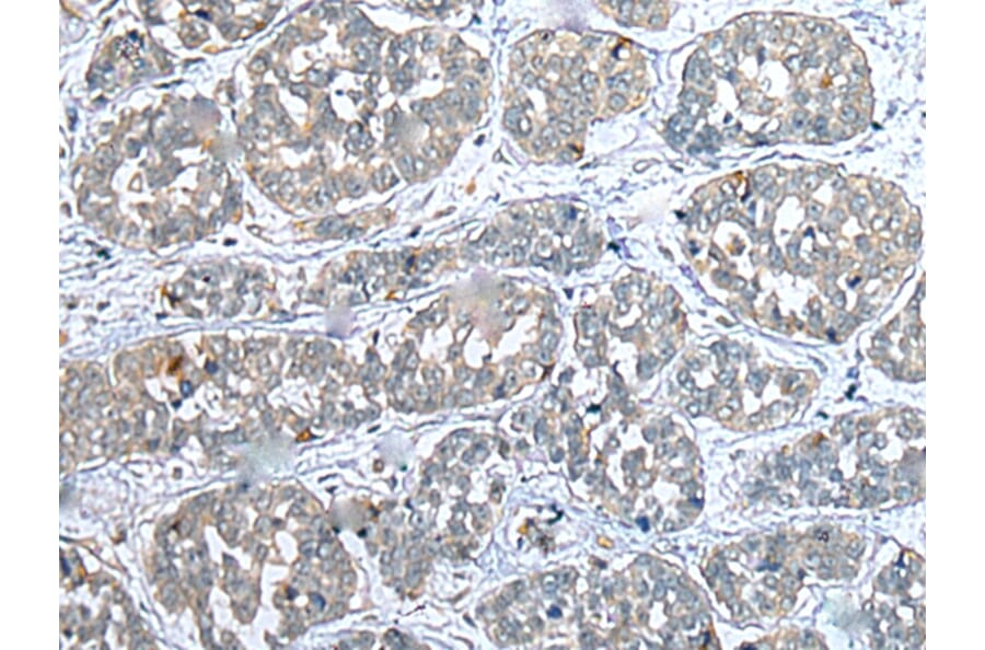 Immunohistochemistry - COMMD10 Antibody from Signalway Antibody (43383) - Antibodies.com