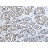 Immunohistochemistry - COMMD10 Antibody from Signalway Antibody (43383) - Antibodies.com
