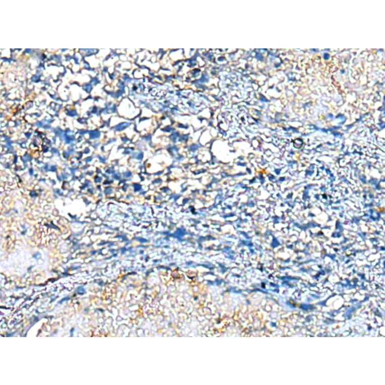 Immunohistochemistry - COMMD10 Antibody from Signalway Antibody (43383) - Antibodies.com
