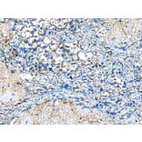 Immunohistochemistry - COMMD10 Antibody from Signalway Antibody (43383) - Antibodies.com