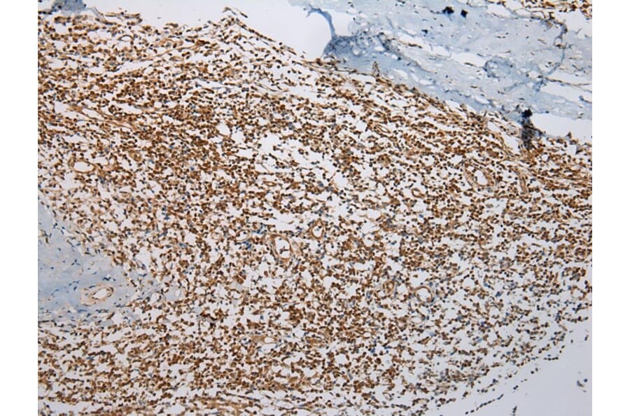 Immunohistochemistry - ABHD14B Antibody from Signalway Antibody (43384) - Antibodies.com